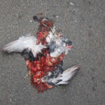 Qu'est-ce qui tue les pigeons ?