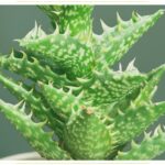 Qu'est-ce qui va bien avec les épinards ?