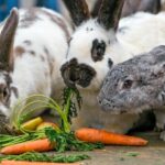 Qu'est-ce qu'on peut donner à manger à un lapin nain ?