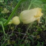 Qu'est-ce qu'une courgette non coureuse ?