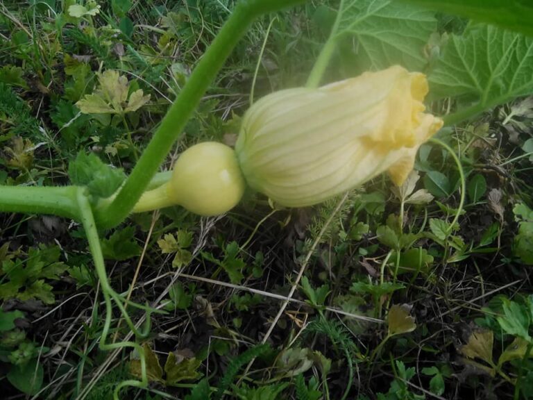 Qu’est-ce qu’une courgette non coureuse ? Qu'est-ce qu'une courgette non coureuse ?