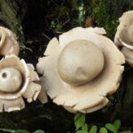 Qui a des champignons en 5 lettres ?