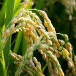 Qui a inventé le riz ?