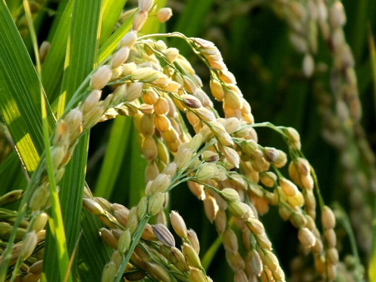 Qui a inventé le riz ?