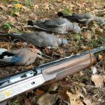 Qui chasse les pigeons ?