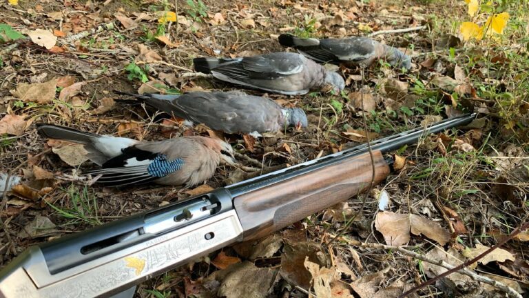 Qui chasse les pigeons ? Qui chasse les pigeons ?