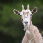 Qui est la femelle du bouc ?