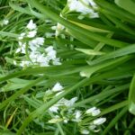 Qui est propre à l'ail synonyme ?