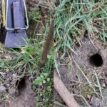 Qui fait des galeries dans mon jardin ?