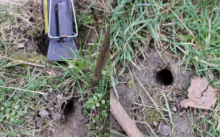 Qui fait des galeries dans mon jardin ?