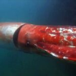 Qui mange le calamar ?