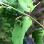 Qui mangent les feuilles des radis ?