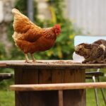 Qui mangent les marrons ?