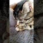 Qui parle synonyme ?