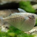 Qui se nourrit principalement de poissons ?