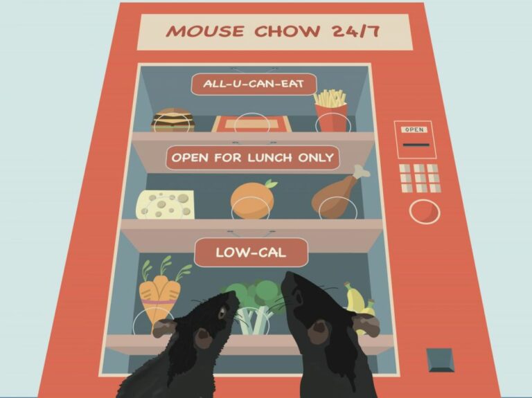 Restriction calorique et longévité : tous les moments ne sont pas créés égaux Restriction calorique