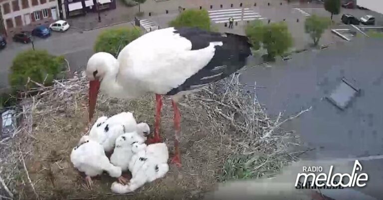 Sarralbe : Une cigogne ne peut pas survivre faute de nourriture