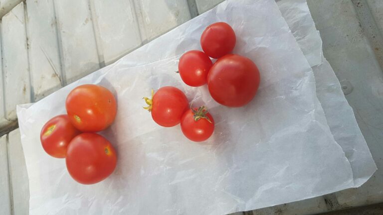 tomates génétiquement modifiées vitamine D