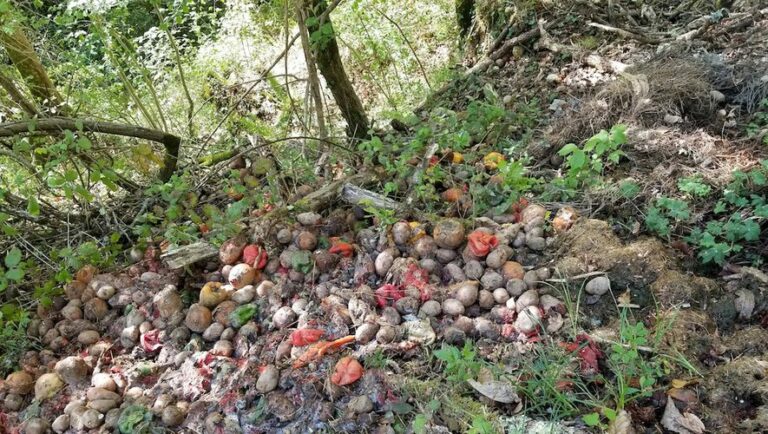 confession. 800kg de légumes jetés