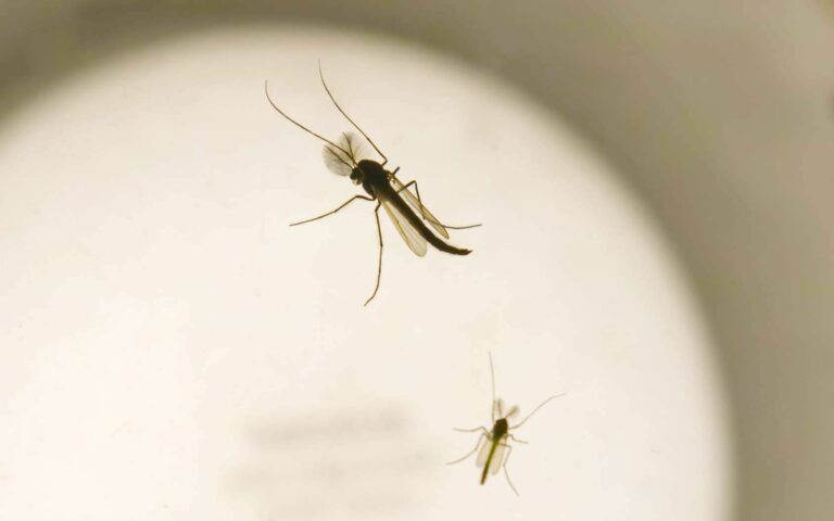 Les insectes sont-ils attirés par l’obscurité ?