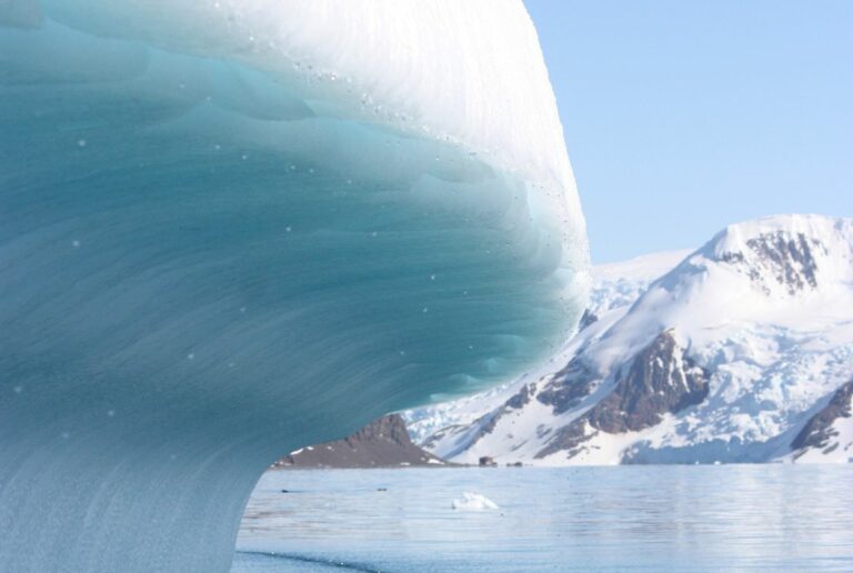 Les microbes protègent les abeilles de la malnutrition, principale cause de perte de colonies