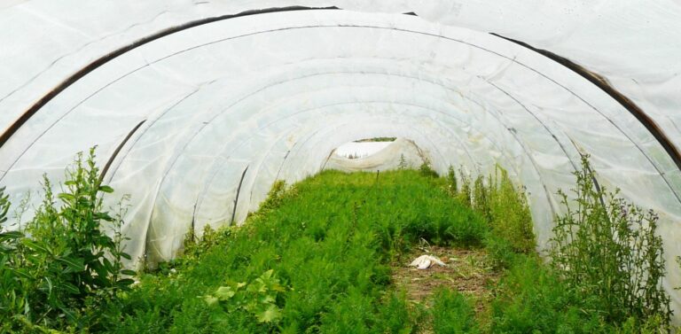 Que se passe-t-il si vous ajoutez du lait froid à une purée de pommes de terre ?