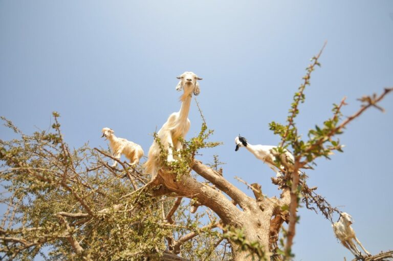 Comment les chèvres montent-elles sur le toit ?