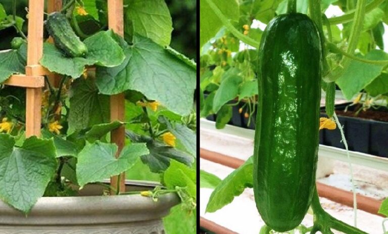 Comment mariner les concombres ?