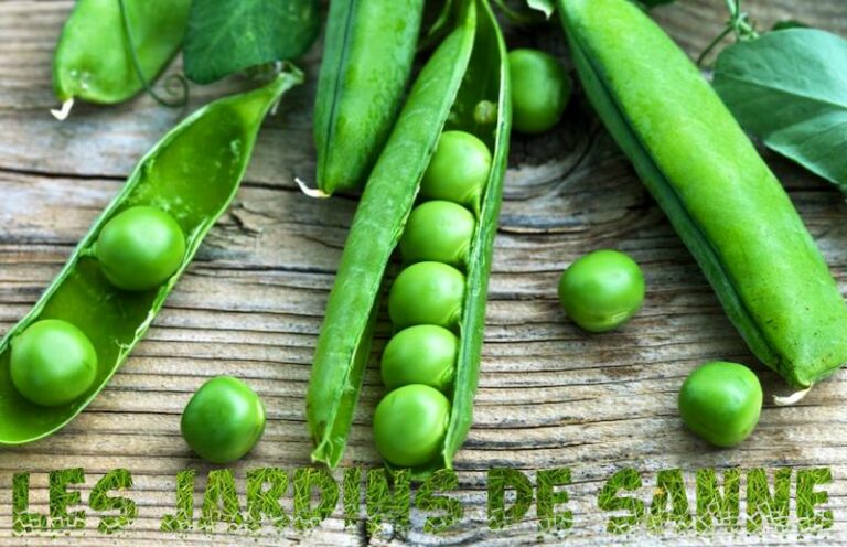 Comment pimentez-vous les pois sucrés?