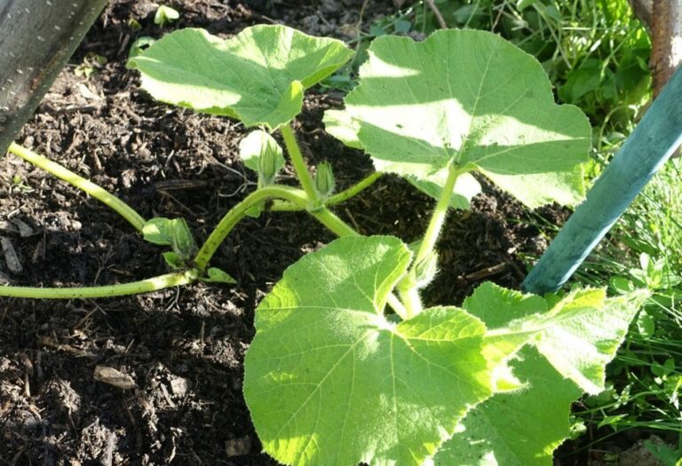 Dans quoi tremper les concombres ?