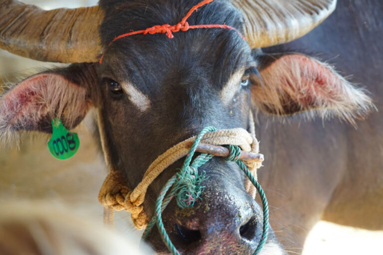 De quoi est fait Buffalo Ranch ?