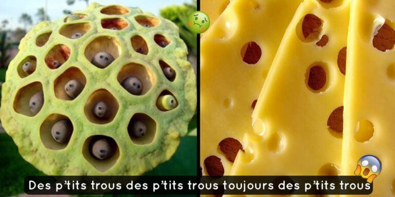De quoi est fait Elote ?