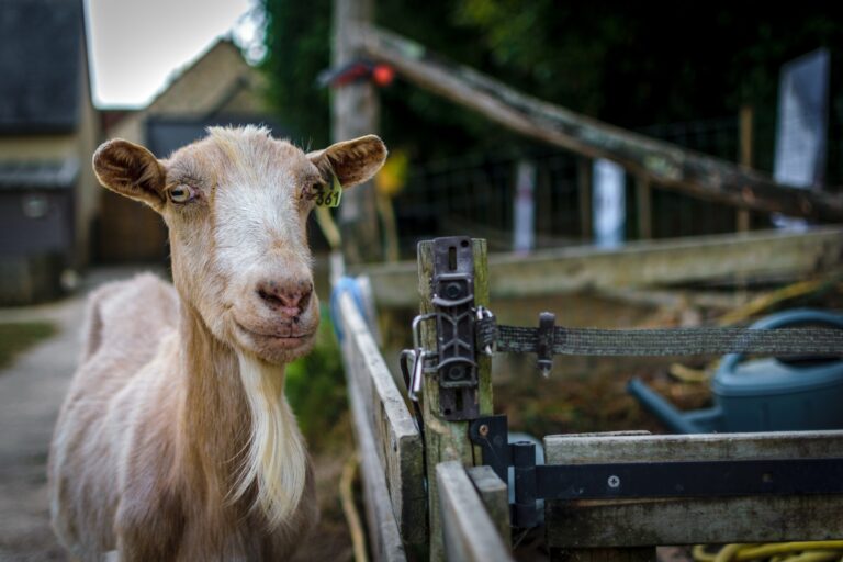 Est-ce que barbacoa chèvre ou vache?