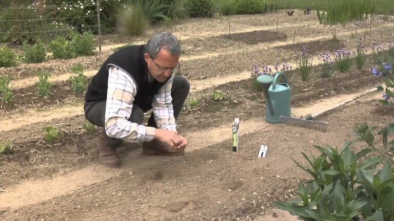 Faut-il faire tremper des algues avant de cuisiner ?