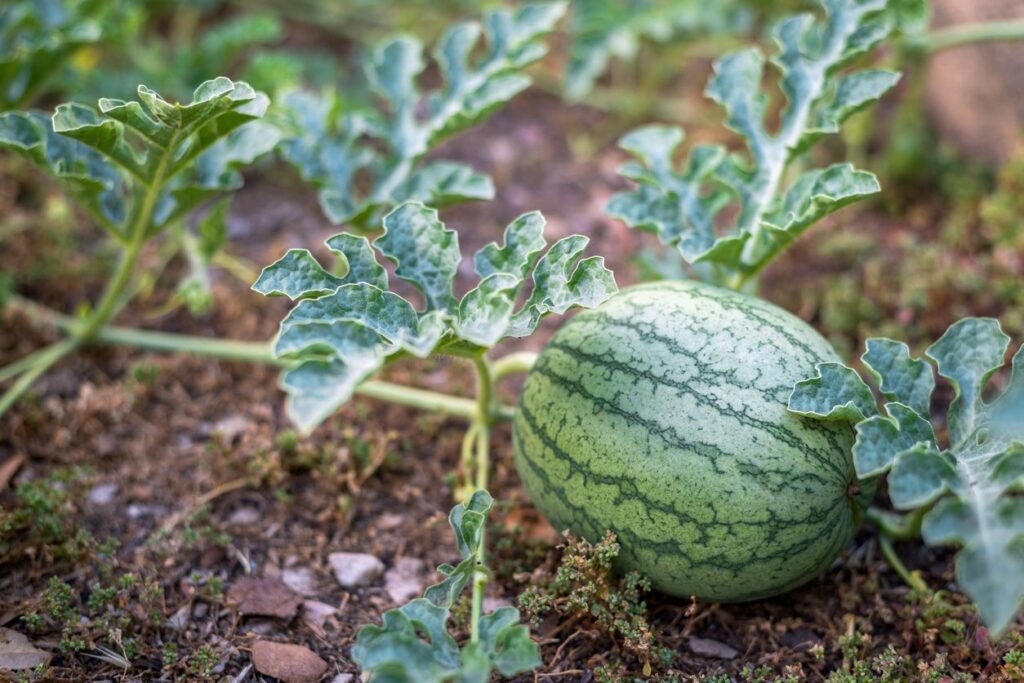 How many melons does a plant produce? LesRecettes Meilleures Idées
