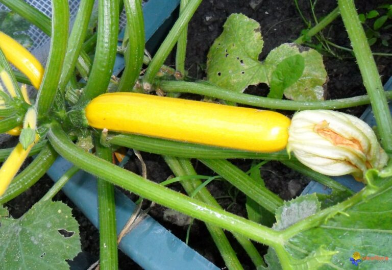 La courge jaune et la courgette sont-elles bonnes pour vous ?