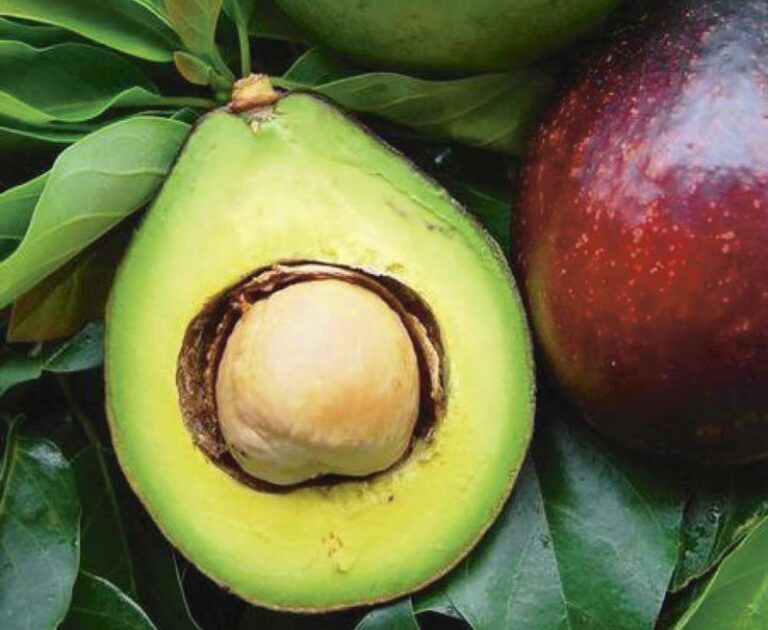 L’avocat est-il bon pour vous dans un smoothie ?