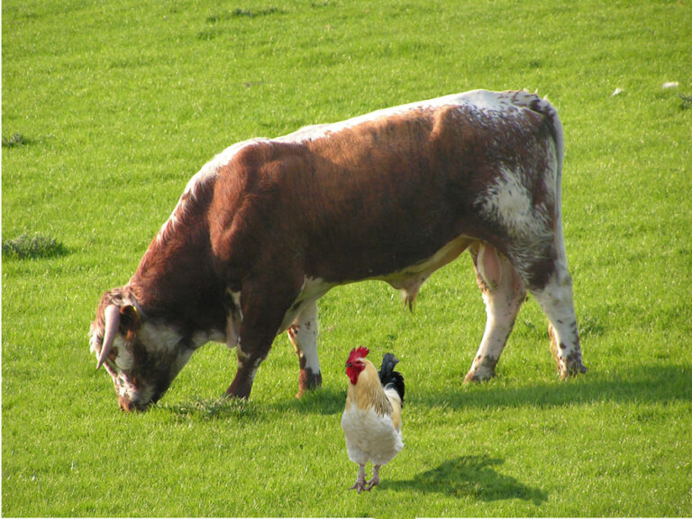 Lequel a le poulet ou le bœuf le plus protéiné ?