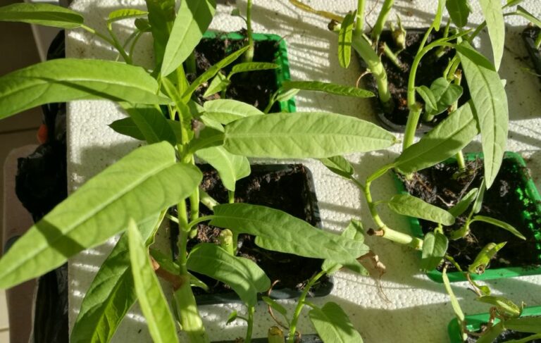 Les épinards d’eau sont-ils les mêmes que les ong choy?