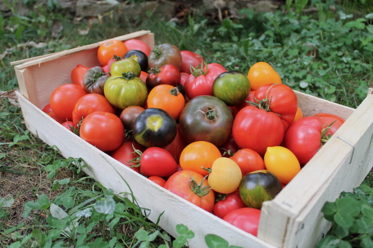 Que pouvez-vous faire avec une récolte exceptionnelle de courgettes?