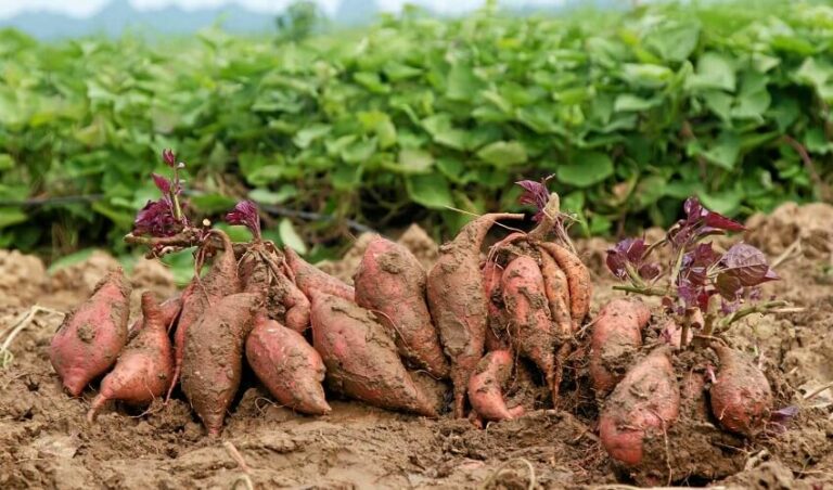 Quelle protéine se marie bien avec les choux de Bruxelles ?