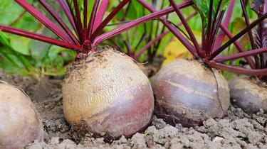 Vaut-il mieux manger des betteraves cuites ou crues ?