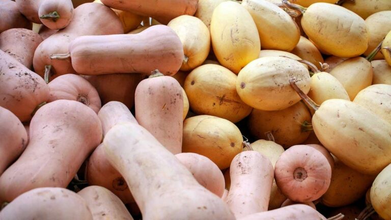 What is the difference between spaghetti squash and yellow squash?