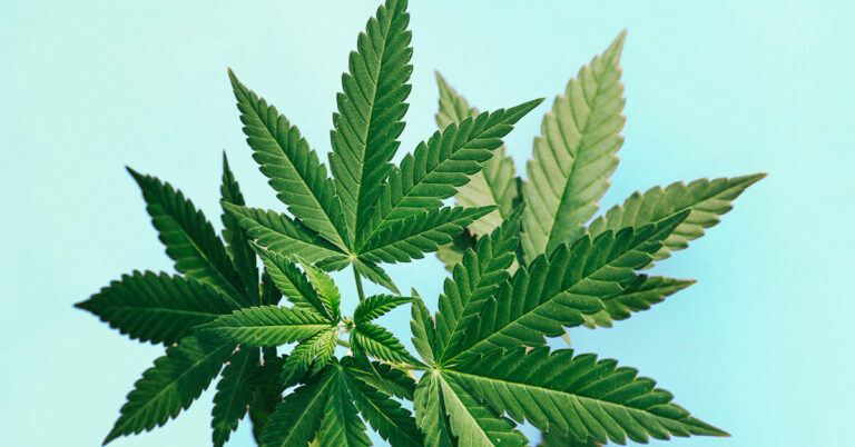 Delta-8 THC : les experts préviennent que toutes les alternatives au cannabis ne sont pas sûres