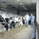 Un ensemble de facteurs vont déterminer la diète d’une vache laitière, comme la qualité des fourrages ou la présence d’un robot de traite dans l’étable. Photo : Gracieuseté de Trouw Nutrition