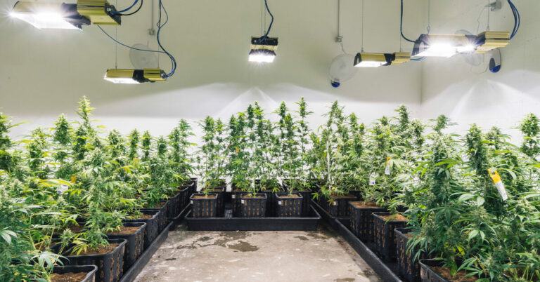 La légalisation de la marijuana signifie que plus de gens peuvent se retirer de la drogue