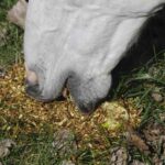You are currently viewing Nutrition du cheval : Les compléments alimentaires