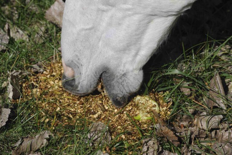 You are currently viewing Nutrition du cheval : Les compléments alimentaires