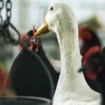 METEX acides aminés et nutrition animale sans soja