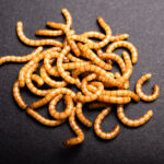 marché des insectes